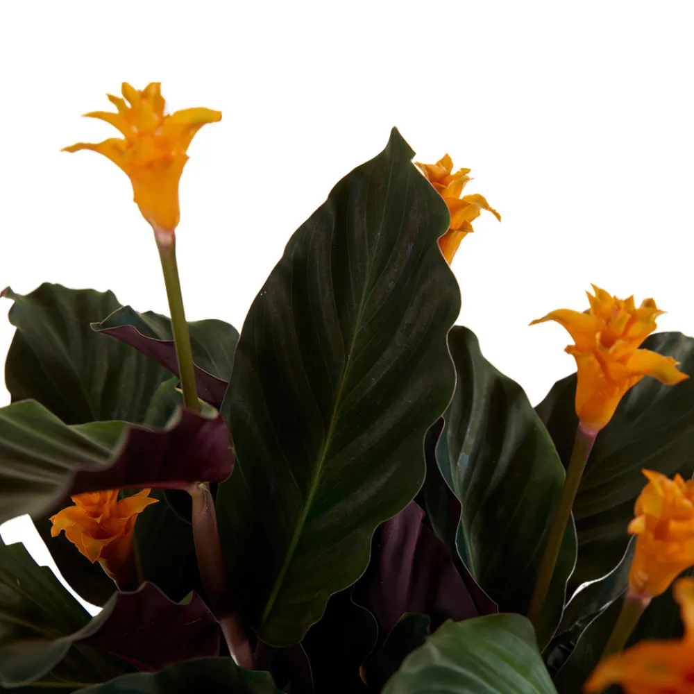 Bloomique - Lot de 2 - calathea crocata - plante d'intérieur - hauteur 30-40 cm - pot de 12 cm Clearance