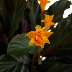 Bloomique - Lot de 2 - calathea crocata - plante d'intérieur - hauteur 30-40 cm - pot de 12 cm Clearance