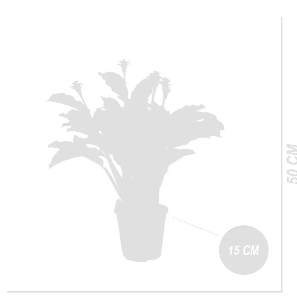 Bloomique - Lot de 2 - calathea crocata - plante d'intérieur - hauteur 30-40 cm - pot de 12 cm Clearance