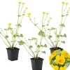 Bloomique - Lot de 3 - caltha palustris - populage des marais - plantes de bassin - hauteur 15-25 cm - pot 9 cm Hot