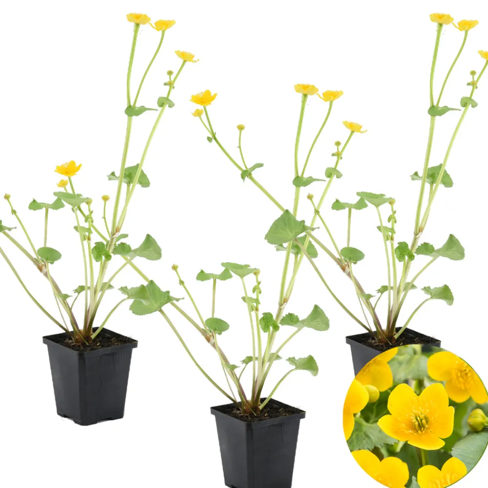 Bloomique - Lot de 3 - caltha palustris - populage des marais - plantes de bassin - hauteur 15-25 cm - pot 9 cm Hot