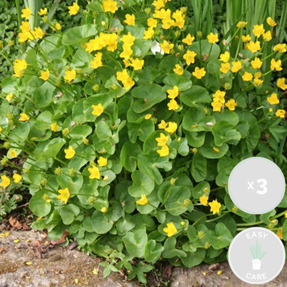 Bloomique - Lot de 3 - caltha palustris - populage des marais - plantes de bassin - hauteur 15-25 cm - pot 9 cm Hot