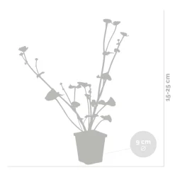 Bloomique - Lot de 3 - caltha palustris - populage des marais - plantes de bassin - hauteur 15-25 cm - pot 9 cm Hot