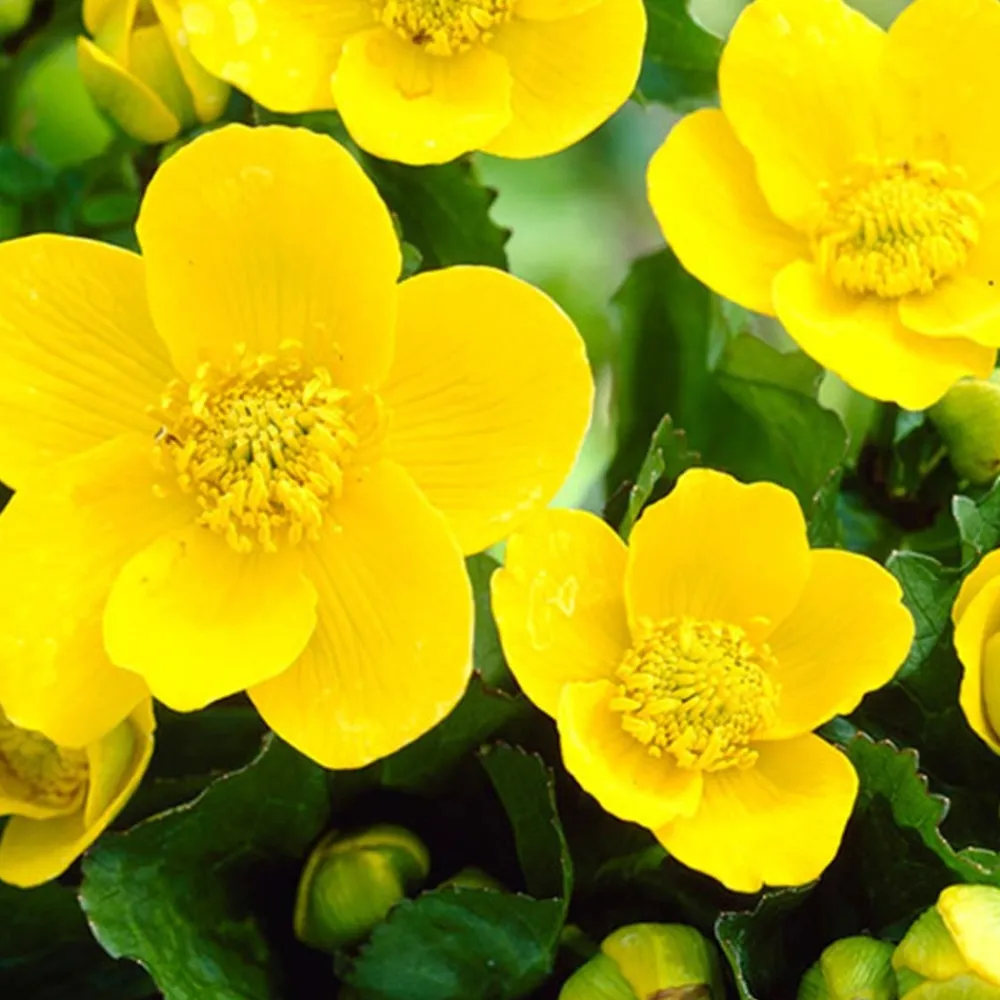Bloomique - Lot de 3 - caltha palustris - populage des marais - plantes de bassin - hauteur 15-25 cm - pot 9 cm Hot