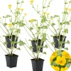 Bloomique - Lot de 6 - caltha palustris - populage des marais - plantes de bassin - hauteur 15-25 cm - pot 9 cm