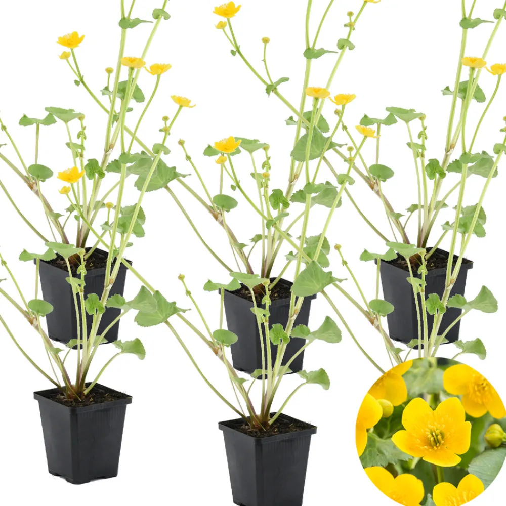 Bloomique - Lot de 6 - caltha palustris - populage des marais - plantes de bassin - hauteur 15-25 cm - pot 9 cm