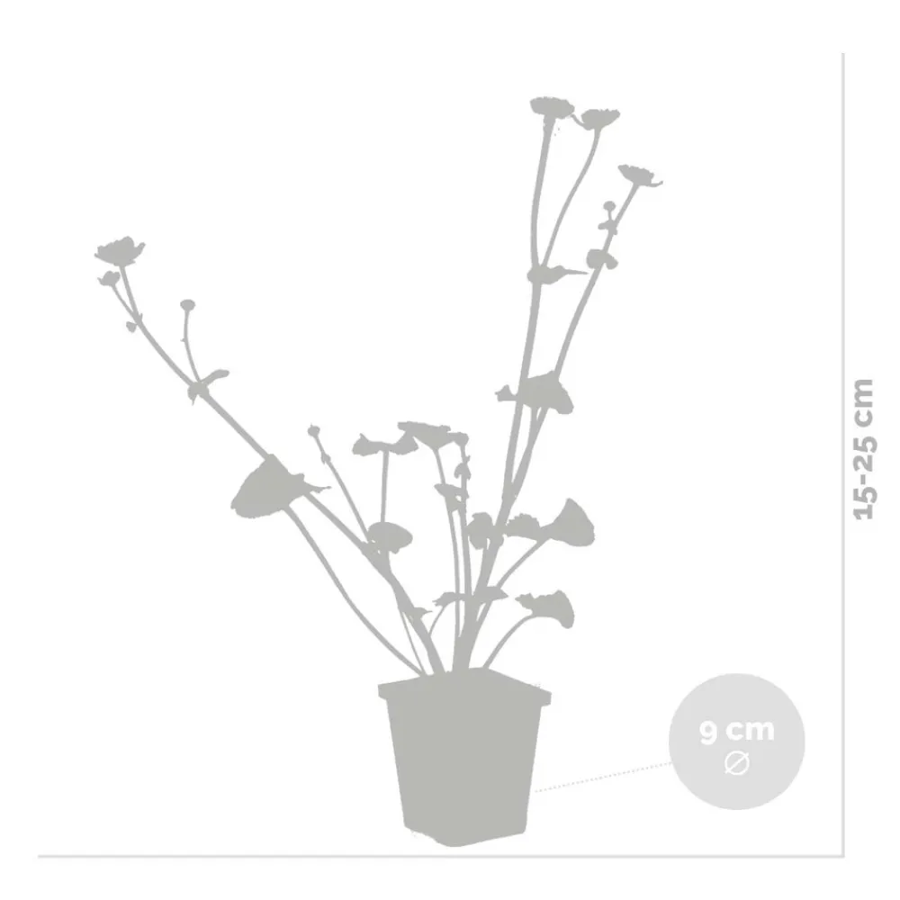Bloomique - Lot de 6 - caltha palustris - populage des marais - plantes de bassin - hauteur 15-25 cm - pot 9 cm