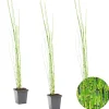 Bloomique Plantes De Bassin | - Lot de 3 - equisetum japonicum - prêle du japon - plantes de bassin - hauteur 20-30 cm - pot 9 cm
