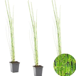 Bloomique Plantes De Bassin | - Lot de 3 - equisetum japonicum - prêle du japon - plantes de bassin - hauteur 20-30 cm - pot 9 cm