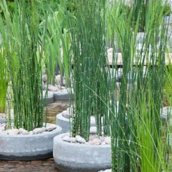 Bloomique Plantes De Bassin | - Lot de 6 - equisetum japonicum - prêle du japon - plantes de bassin - hauteur 20-30 cm - pot 9 cm