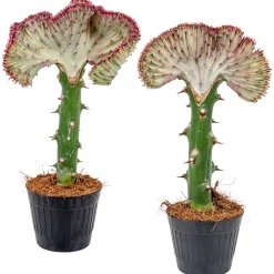 Bloomique - Lot de 2 - euphorbia lactea cristata - plante cactus - 20-30 cm de haut - pot 11 cm Sale