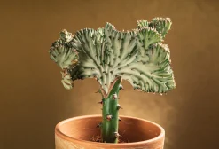 Bloomique - Lot de 2 - euphorbia lactea cristata - plante cactus - 20-30 cm de haut - pot 11 cm Sale