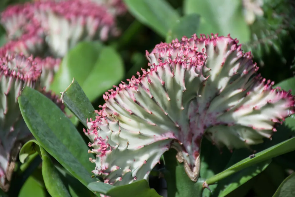 Bloomique - Lot de 2 - euphorbia lactea cristata - plante cactus - 20-30 cm de haut - pot 11 cm Sale