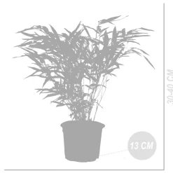 Bloomique Bambous | - Lot de 6 - fargesia rufa - bambou - non traçant - rustique - hauteur 20-30 cm - pot 10 cm