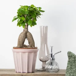 Bloomique Bonsaïs | - Lot de 2 - ficus ginseng - bonsaïs - plantes d’intérieur - 25-35 cm de haut - pot 15 cm