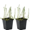 Bloomique Plantes De Bassin | - Lot de 2 - hippuris vulgaris - hippuride - plantes de bassin - hauteur 10-20 cm - pot 11 cm