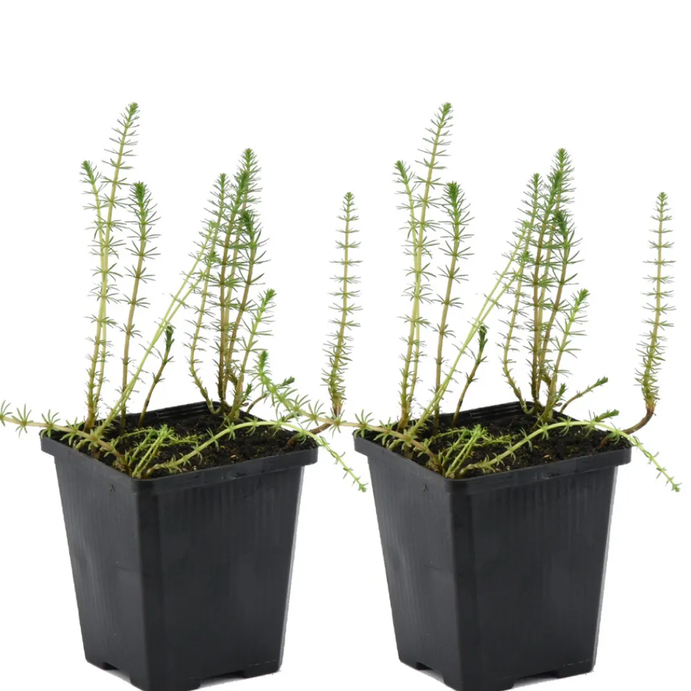 Bloomique Plantes De Bassin | - Lot de 2 - hippuris vulgaris - hippuride - plantes de bassin - hauteur 10-20 cm - pot 11 cm