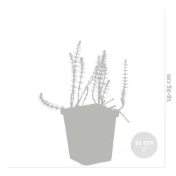 Bloomique Plantes De Bassin | - Lot de 2 - hippuris vulgaris - hippuride - plantes de bassin - hauteur 10-20 cm - pot 11 cm