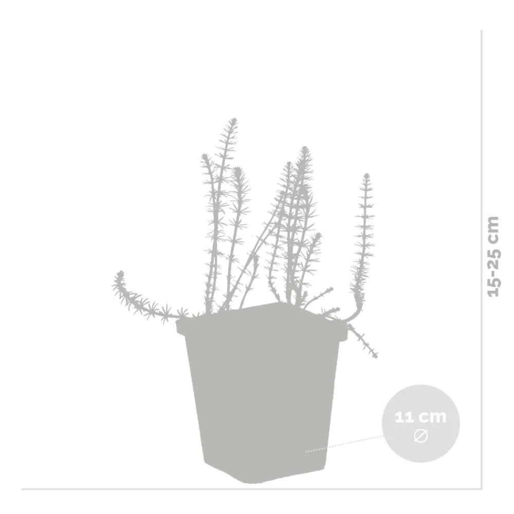 Bloomique Plantes De Bassin | - Lot de 2 - hippuris vulgaris - hippuride - plantes de bassin - hauteur 10-20 cm - pot 11 cm