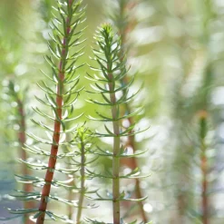 Bloomique Plantes De Bassin | - Lot de 2 - hippuris vulgaris - hippuride - plantes de bassin - hauteur 10-20 cm - pot 11 cm
