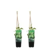 Bloomique Plantes Grimpantes | - Lot de 2 - humulus lupulus - plante de houblon - pot 15 cm - 70-80 cm de haut