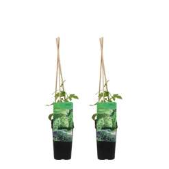 Bloomique Plantes Grimpantes | - Lot de 2 - humulus lupulus - plante de houblon - pot 15 cm - 70-80 cm de haut