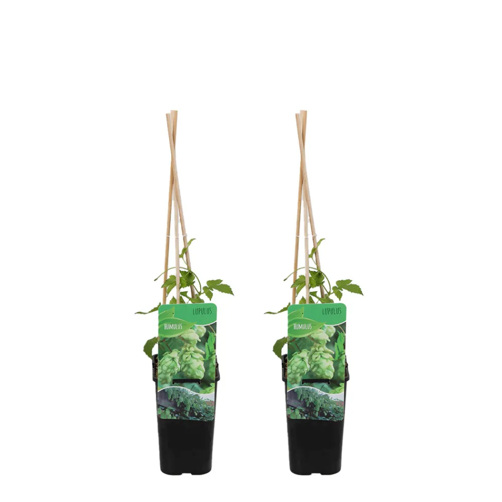Bloomique Plantes Grimpantes | - Lot de 2 - humulus lupulus - plante de houblon - pot 15 cm - 70-80 cm de haut