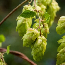 Bloomique Plantes Grimpantes | - Lot de 2 - humulus lupulus - plante de houblon - pot 15 cm - 70-80 cm de haut