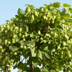 Bloomique Plantes Grimpantes | - Lot de 2 - humulus lupulus - plante de houblon - pot 15 cm - 70-80 cm de haut