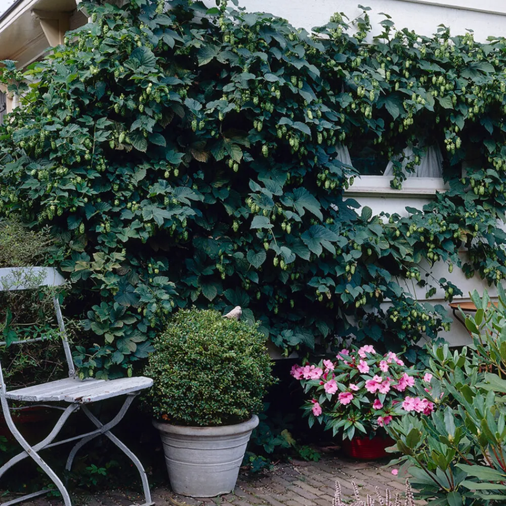 Bloomique Plantes Grimpantes | - Lot de 2 - humulus lupulus - plante de houblon - pot 15 cm - 70-80 cm de haut