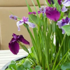 Bloomique - Lot de 3 - iris kaempferi - iris du japon - violet - plantes de bassin - hauteur 20-30 cm - pot 9 cm Clearance