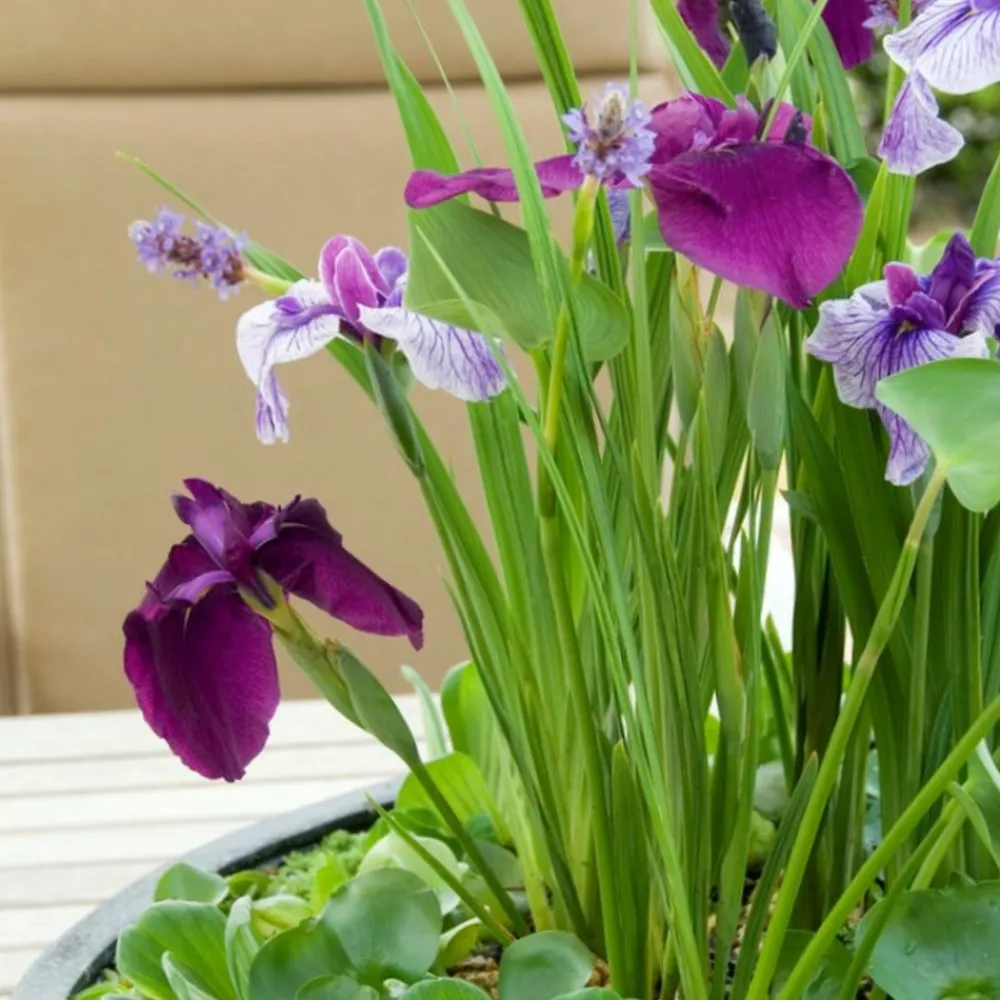 Bloomique - Lot de 3 - iris kaempferi - iris du japon - violet - plantes de bassin - hauteur 20-30 cm - pot 9 cm Clearance