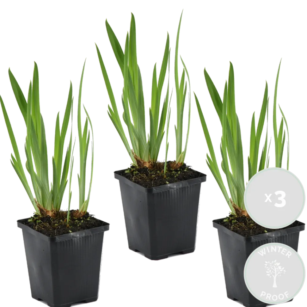 Bloomique - Lot de 3 - iris kaempferi - iris du japon - violet - plantes de bassin - hauteur 20-30 cm - pot 9 cm Clearance