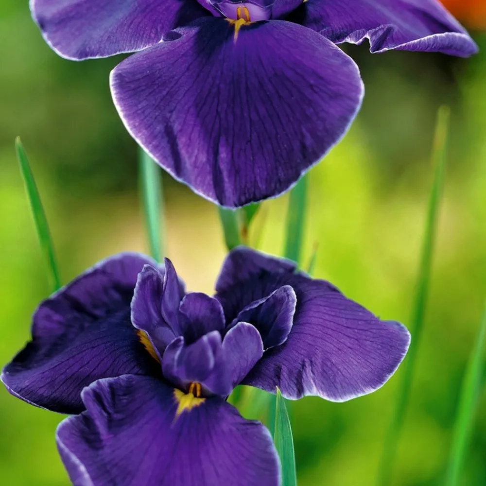 Bloomique - Lot de 3 - iris kaempferi - iris du japon - violet - plantes de bassin - hauteur 20-30 cm - pot 9 cm Clearance
