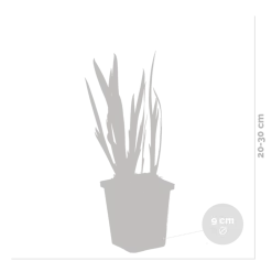 Bloomique - Lot de 3 - iris kaempferi - iris du japon - violet - plantes de bassin - hauteur 20-30 cm - pot 9 cm Clearance