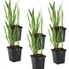 Bloomique Plantes De Bassin | - Lot de 6 - iris kaempferi - iris du japon - violet - plantes de bassin - hauteur 20-30 cm - pot 9 cm