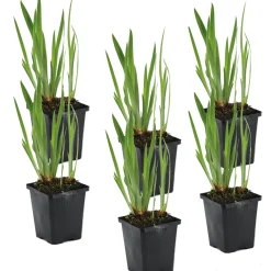 Bloomique Plantes De Bassin | - Lot de 6 - iris kaempferi - iris du japon - violet - plantes de bassin - hauteur 20-30 cm - pot 9 cm