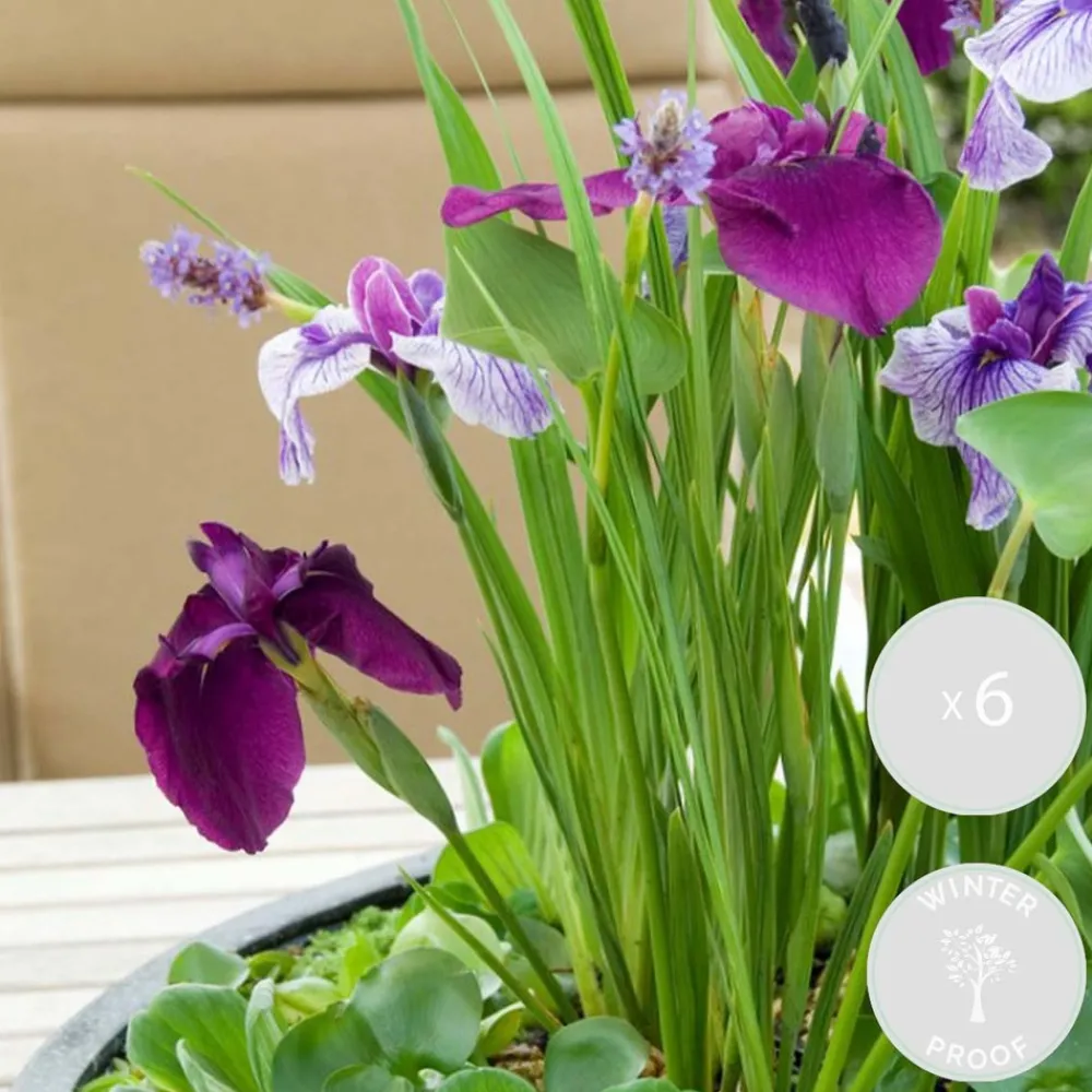 Bloomique Plantes De Bassin | - Lot de 6 - iris kaempferi - iris du japon - violet - plantes de bassin - hauteur 20-30 cm - pot 9 cm