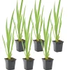 Bloomique - Lot de 6 - iris pseudacorus - iris jaune - plantes de bassin - hauteur 20-30 cm - pot 9 cm Outlet