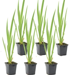 Bloomique - Lot de 6 - iris pseudacorus - iris jaune - plantes de bassin - hauteur 20-30 cm - pot 9 cm Outlet