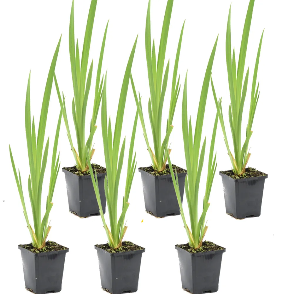 Bloomique - Lot de 6 - iris pseudacorus - iris jaune - plantes de bassin - hauteur 20-30 cm - pot 9 cm Outlet