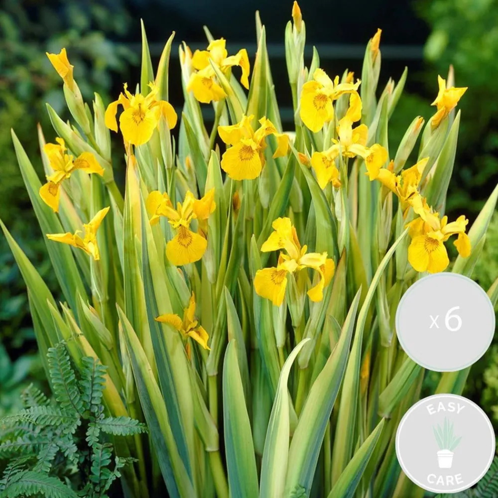 Bloomique - Lot de 6 - iris pseudacorus - iris jaune - plantes de bassin - hauteur 20-30 cm - pot 9 cm Outlet