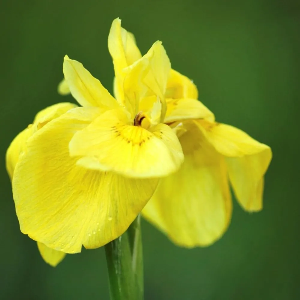 Bloomique - Lot de 6 - iris pseudacorus - iris jaune - plantes de bassin - hauteur 20-30 cm - pot 9 cm Outlet