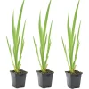 Bloomique Plantes De Bassin | - Lot de 3 - iris pseudacorus - iris jaune - plantes de bassin - hauteur 20-30 cm - pot 9 cm