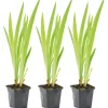 Bloomique Plantes De Bassin | - Lot de 3 - iris versicolor - iris versicolore - plantes de bassin - hauteur 20-30 cm - pot 9 cm