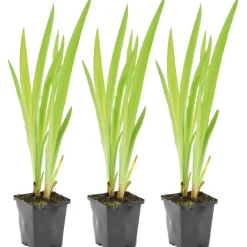 Bloomique Plantes De Bassin | - Lot de 3 - iris versicolor - iris versicolore - plantes de bassin - hauteur 20-30 cm - pot 9 cm