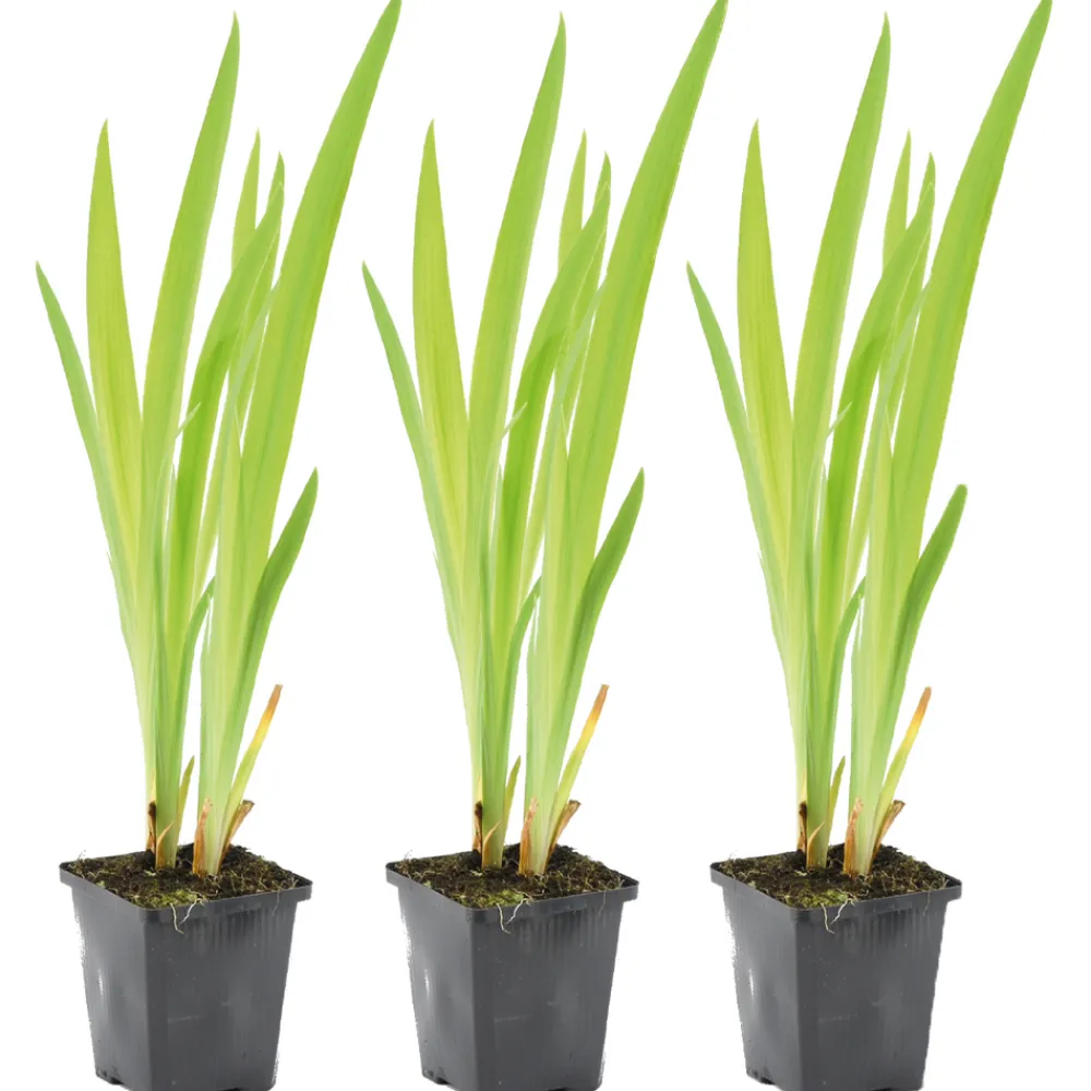 Bloomique Plantes De Bassin | - Lot de 3 - iris versicolor - iris versicolore - plantes de bassin - hauteur 20-30 cm - pot 9 cm