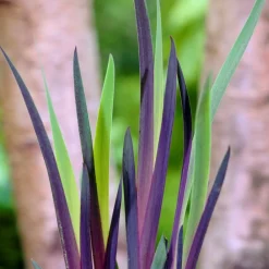 Bloomique Plantes De Bassin | - Lot de 3 - iris versicolor - iris versicolore - plantes de bassin - hauteur 20-30 cm - pot 9 cm