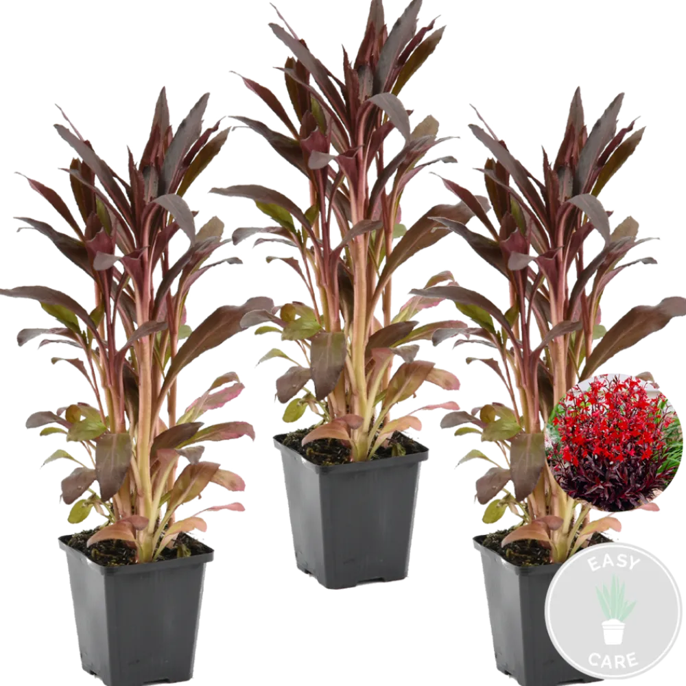 Bloomique Plantes De Bassin | - Lot de 3 - lobelia queen victoria - lobélie écarlate - rouge - hauteur 20-30 cm - pot 9 cm