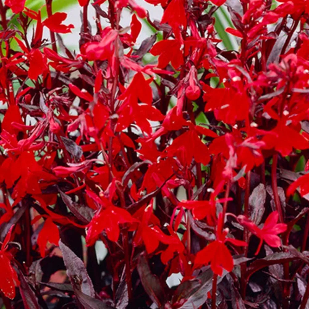 Bloomique Plantes De Bassin | - Lot de 3 - lobelia queen victoria - lobélie écarlate - rouge - hauteur 20-30 cm - pot 9 cm
